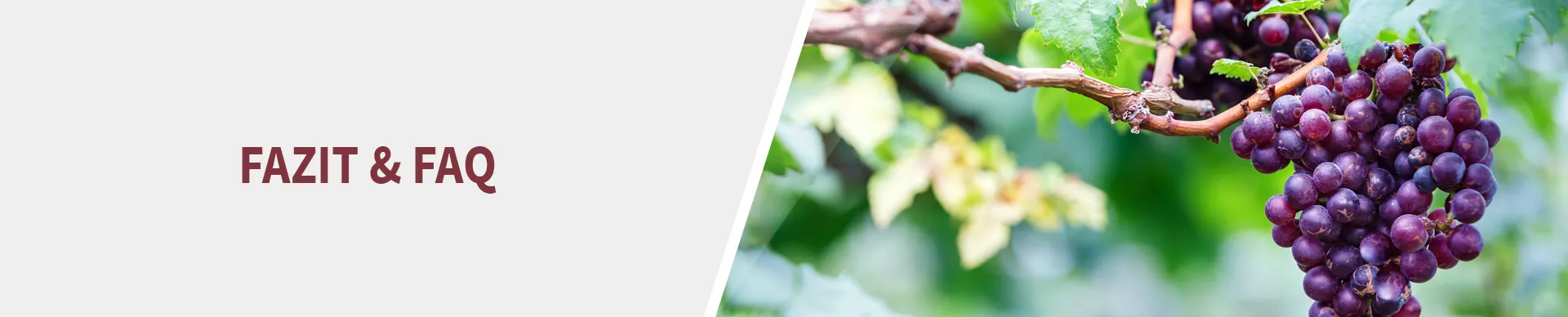 Fazit und FAQ zum Thema Wie das Klima den Weinstil beeinflusst Weintrauben