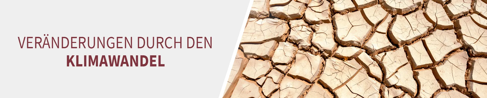 Veränderungen des Weinanbaus durch den Klimawandel Trockener Boden